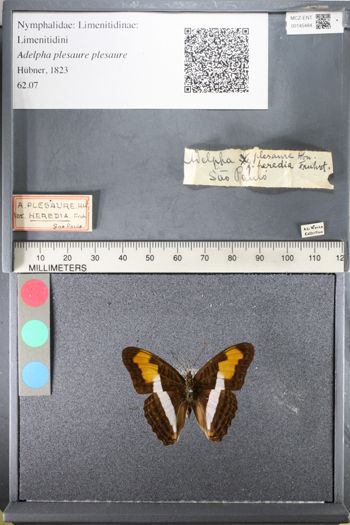 Media type: image;   Entomology 145484